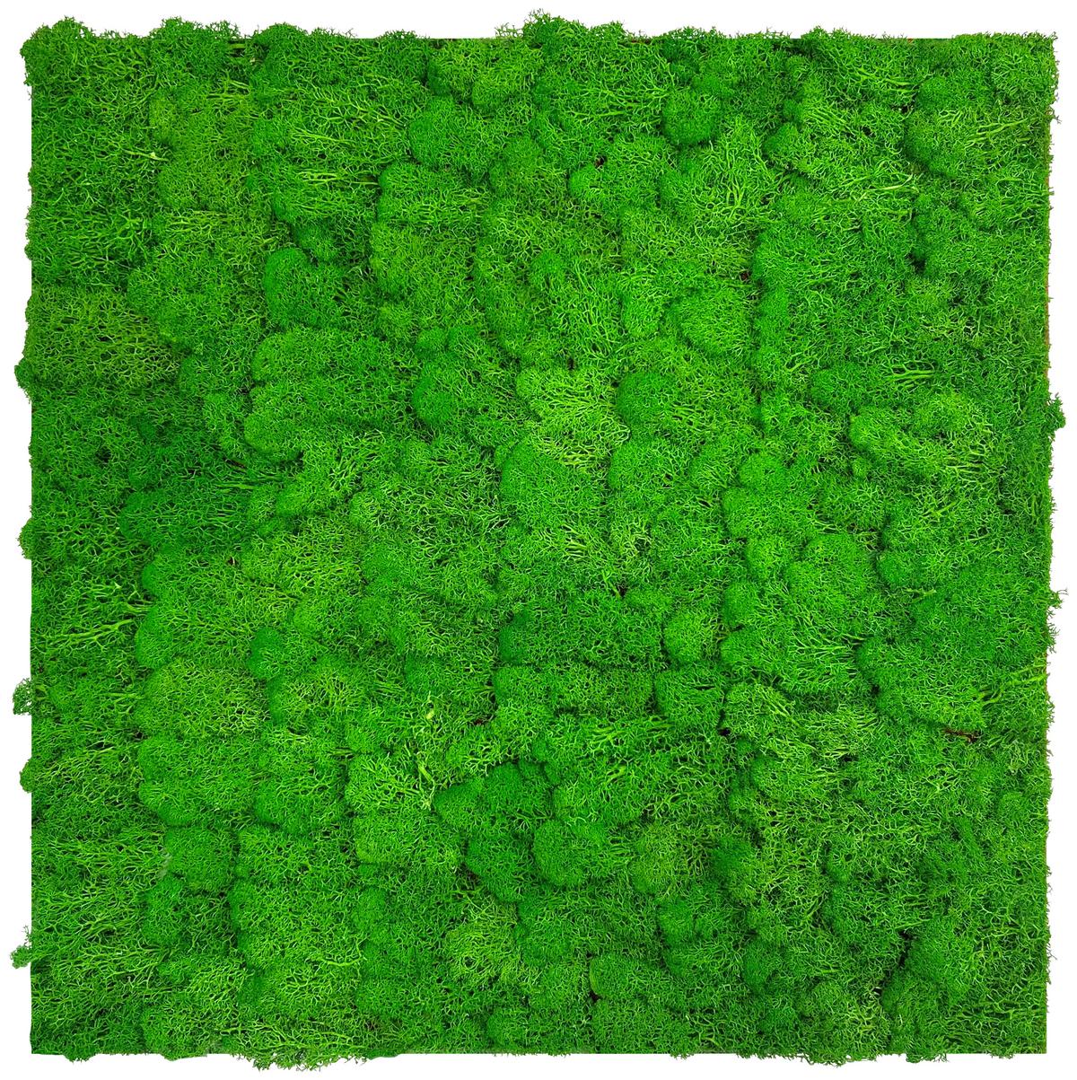 PANEL AKUSTYCZNY 11101 RICH GREEN - zielony, Konventionell, materiały naturalne (52/52/4cm) - Jangal