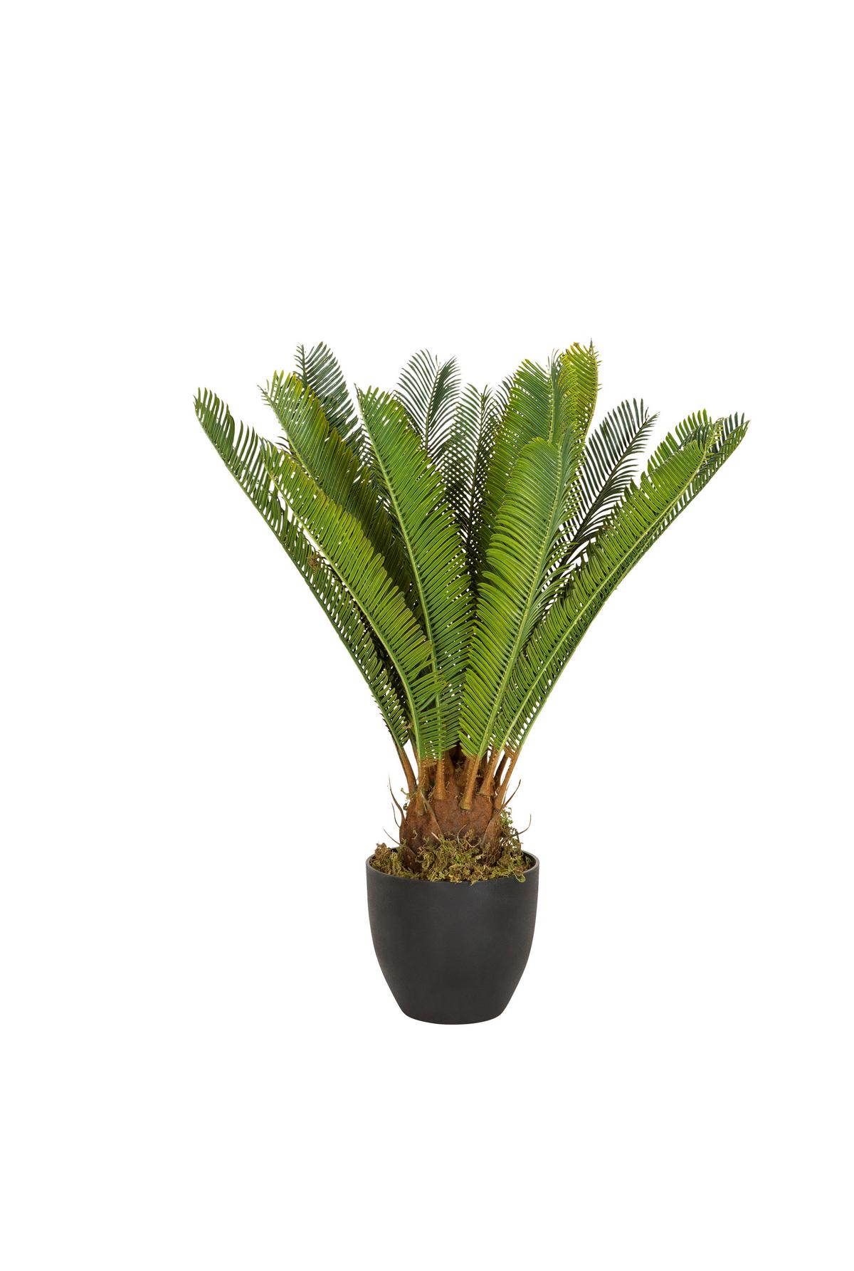 Umetna Rastlina Cycas - črna/zelena, Basics, umetna masa/tekstil (70/70/70cm) - MID.YOU