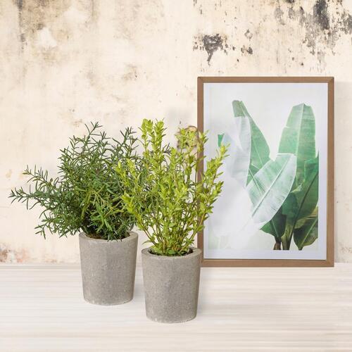 Kunstpflanze 3317411LO-50 - Grau/Grün, Basics, Kunststoff/Stein (35cm) - P & B