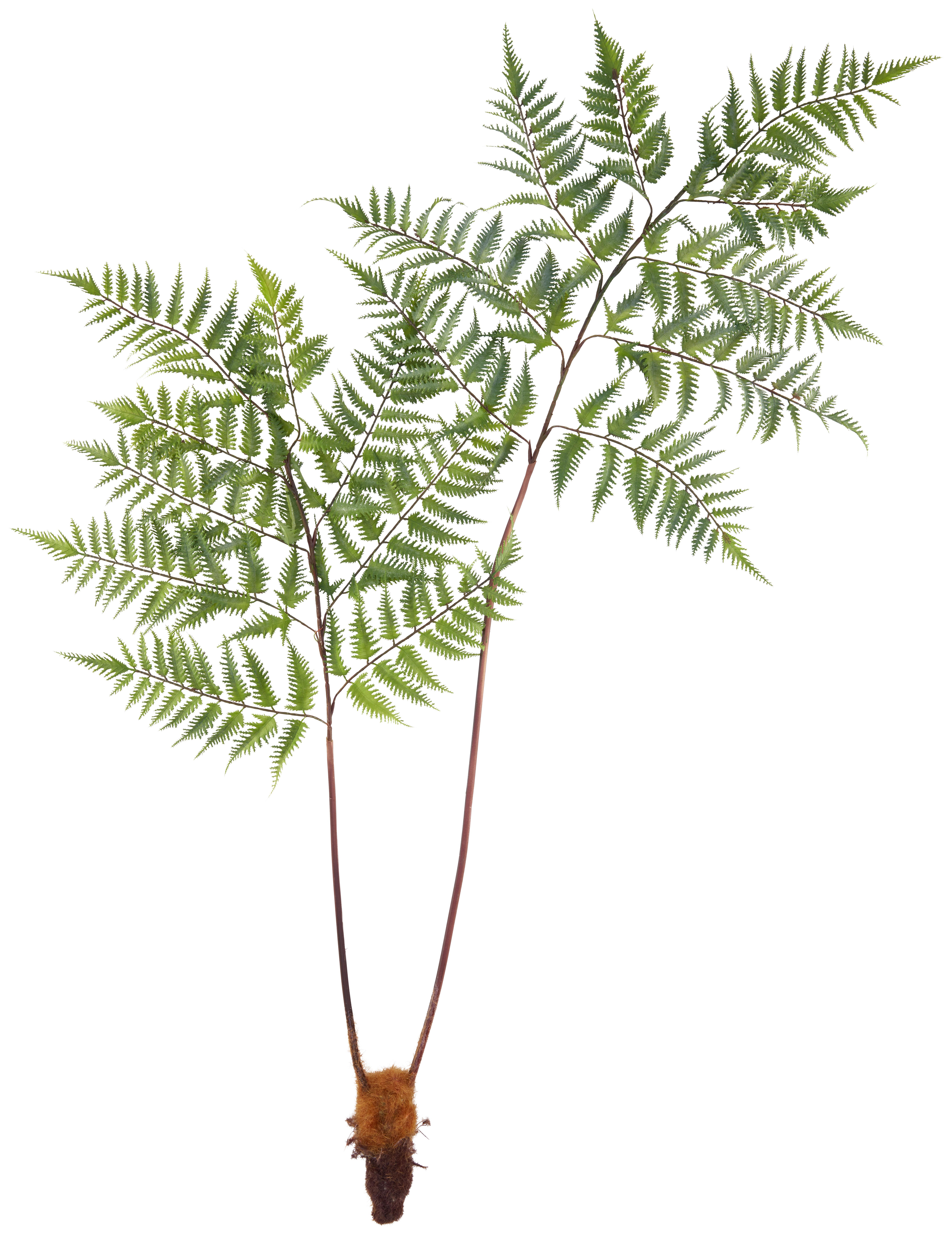 Kunstpflanze Dyropteris II in Grün ca. 150cm - Braun/Grün, Basics, Kunststoff (150cm) - Modern Living