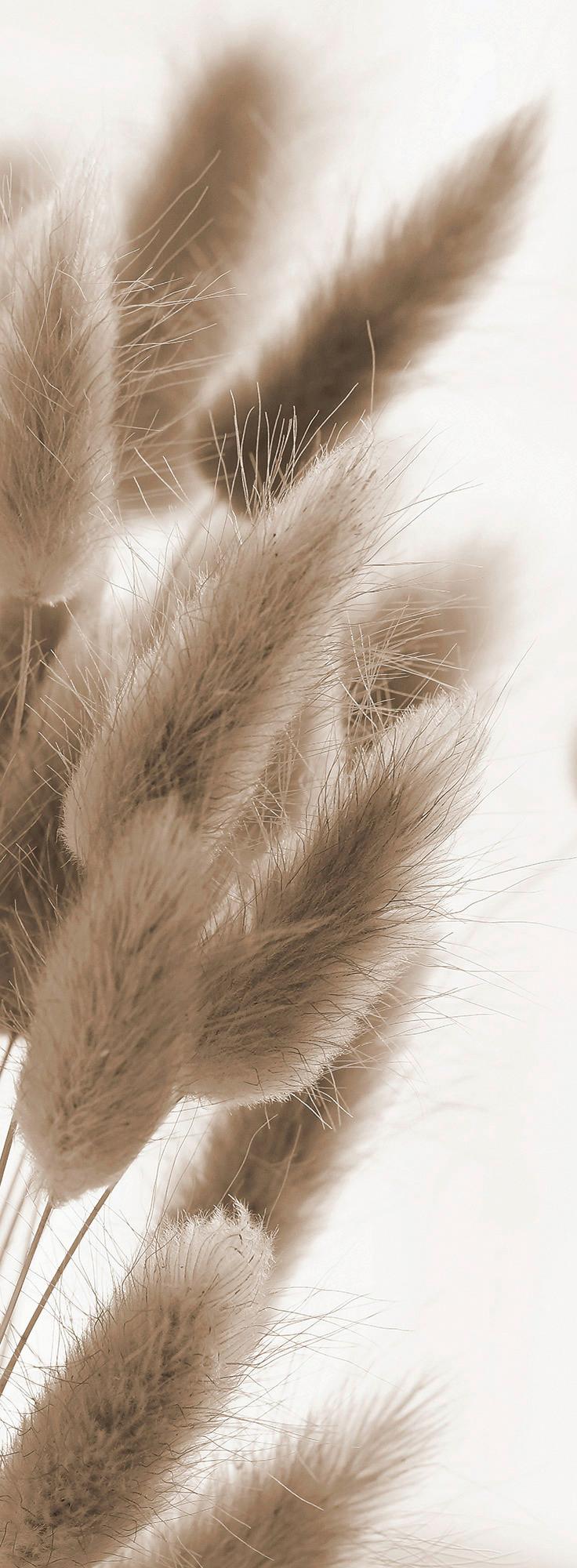 OBRAZ NA SZKLE GB-BMM1143 - kolor naturalny/biały, Natur, szkło (30/80/1,40cm) - Euroart