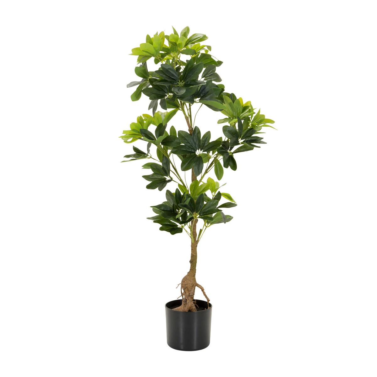 Umetna Rastlina Schefflera - črna/zelena, Basics, umetna masa/tekstil (38/100/30cm) - MID.YOU