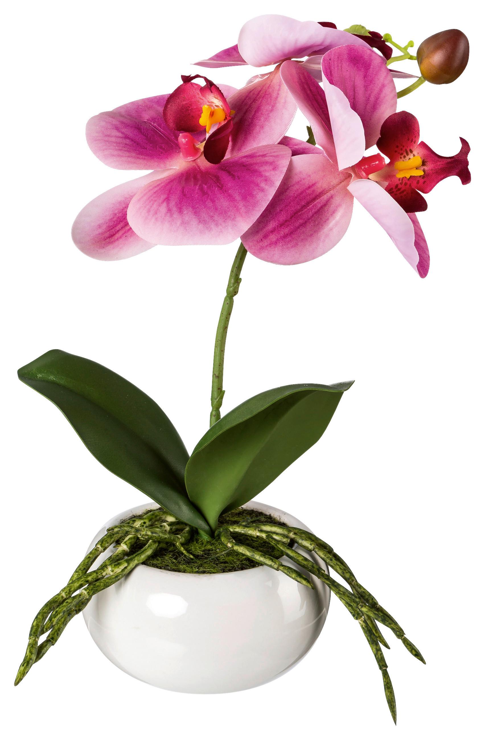 Kunstpflanze Orchideen Dunkelrosa/Grün - Dunkelrosa/Rosa, Design, Keramik/Kunststoff (27cm)