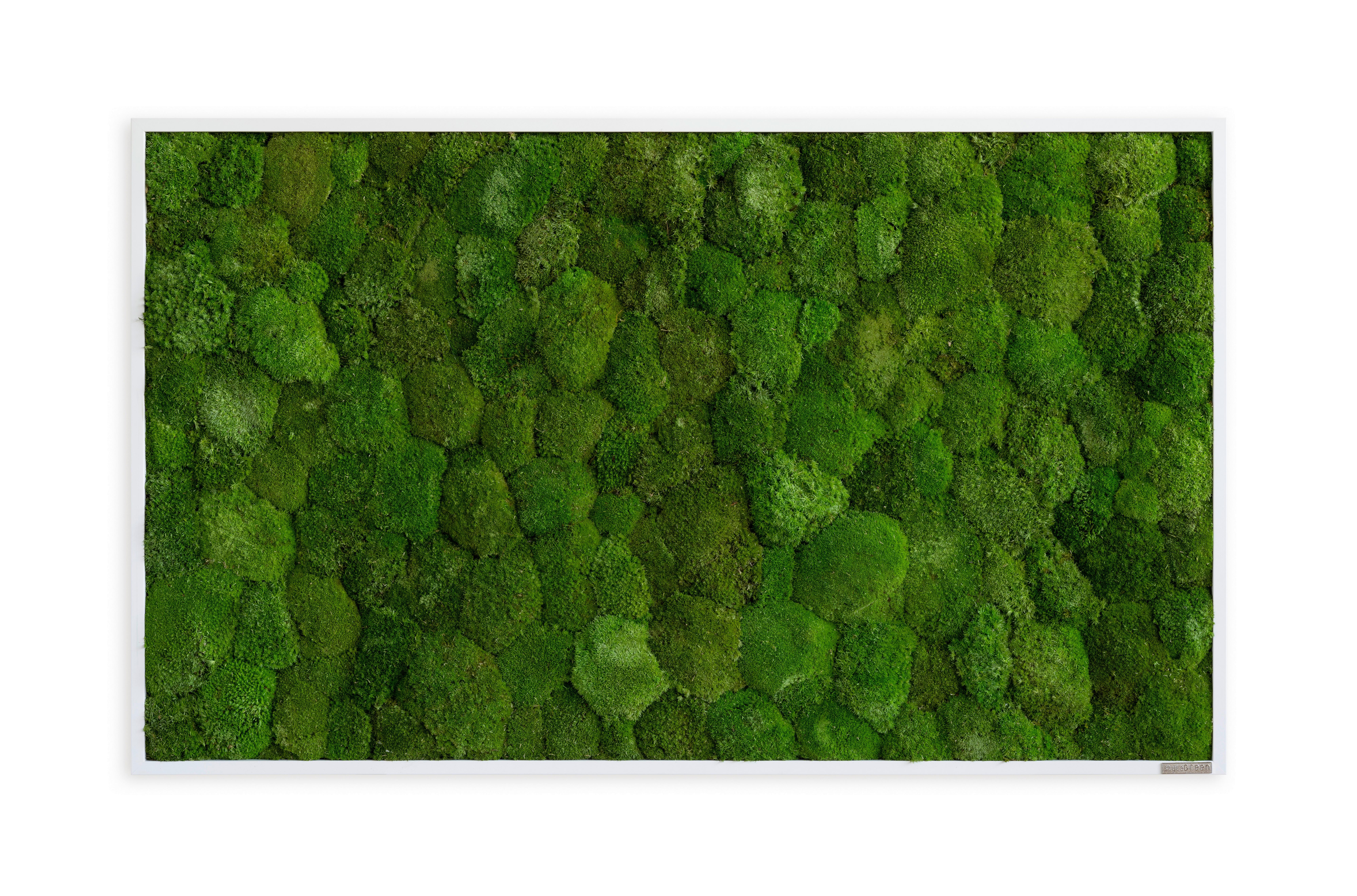 Moosbild Grün - Weiß/Grün, Basics, Naturmaterialien/Holz (100/60/7cm)