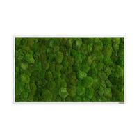 Moosbild Grün - Weiß/Grün, Basics, Naturmaterialien/Holz (100/60/7cm)