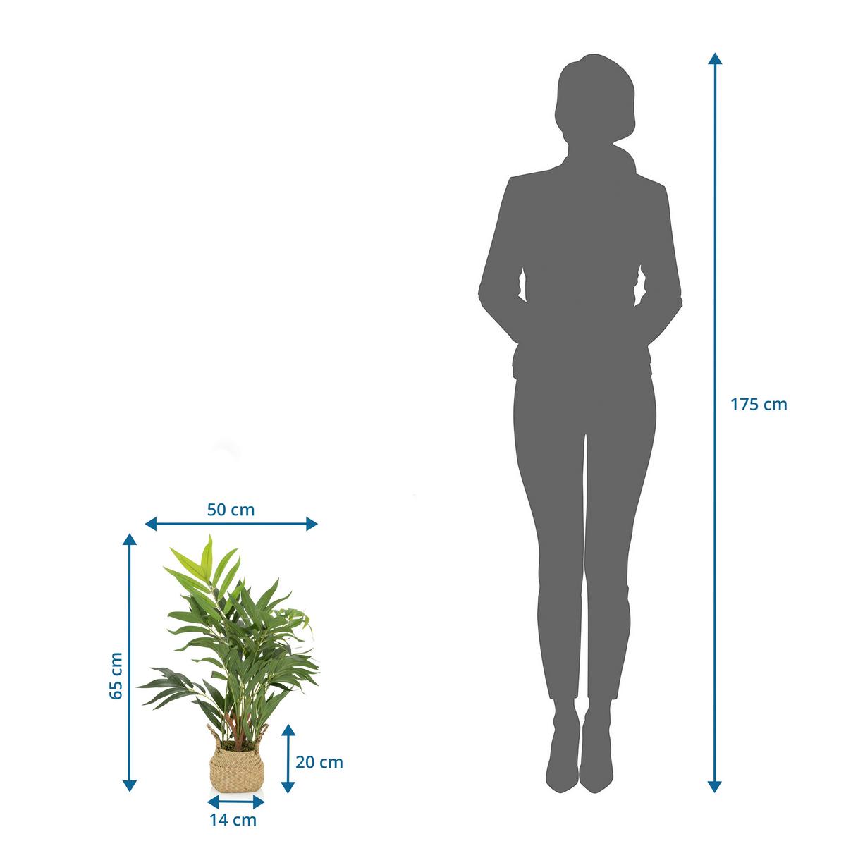 Umetna Rastlina Chamaedorea - svetlo rjava/zelena, Basics, umetna masa/tekstil (50/65/50cm) - MID.YOU