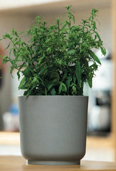 Übertopf Ecocare in Grau - Grau, LIFESTYLE, Holz/Kunststoff (20/19,4cm) - ecoTree