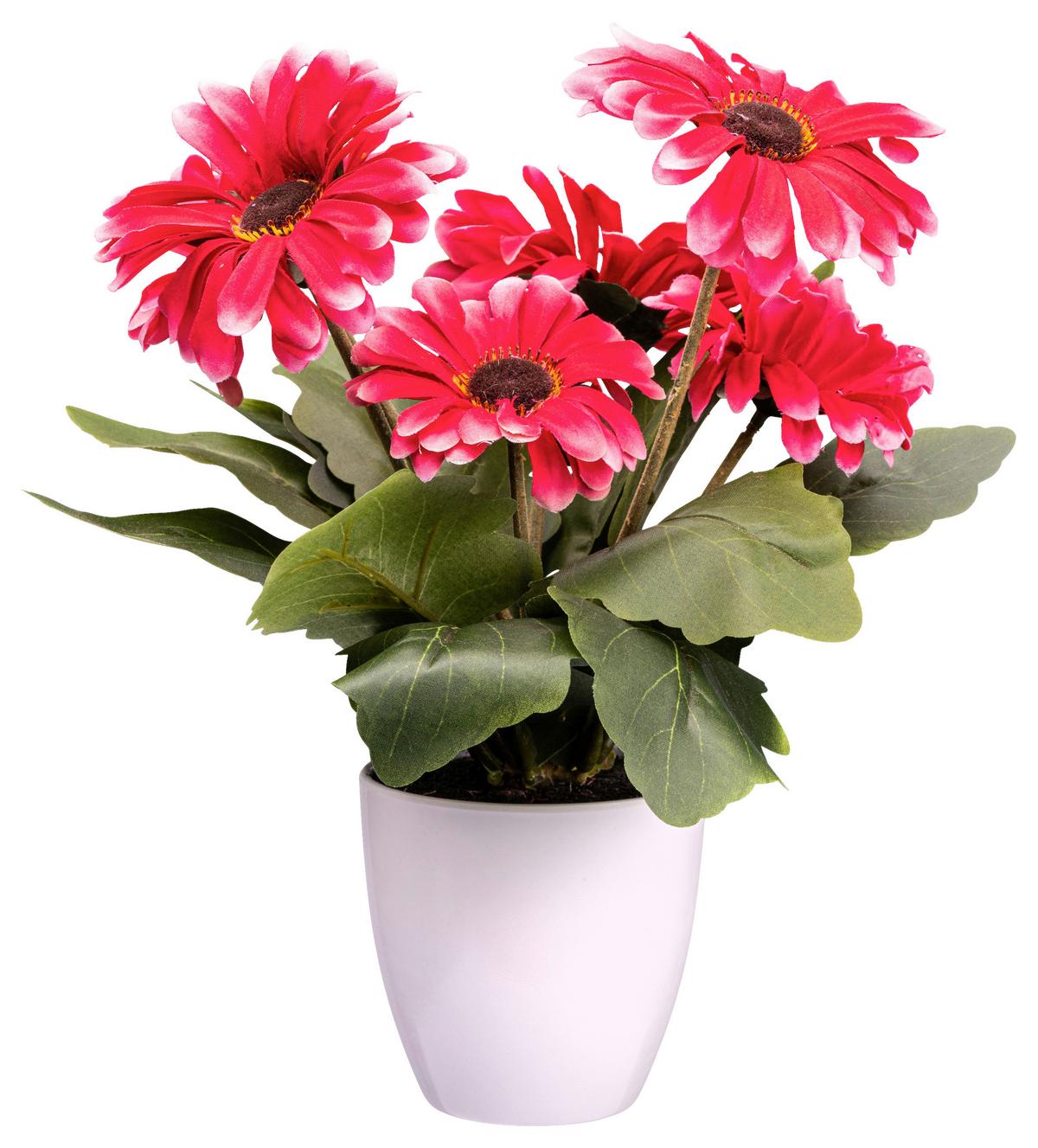 Műnövény Gerbera - krémszínű/rózsaszín, Konventionell, műanyag (27cm) - Modern Living