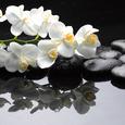 Glasbild Claming Orchid, ca. 30x30x2cm - Multicolor, MODERN, Glas (30/30/2cm) - Mömax modern living
