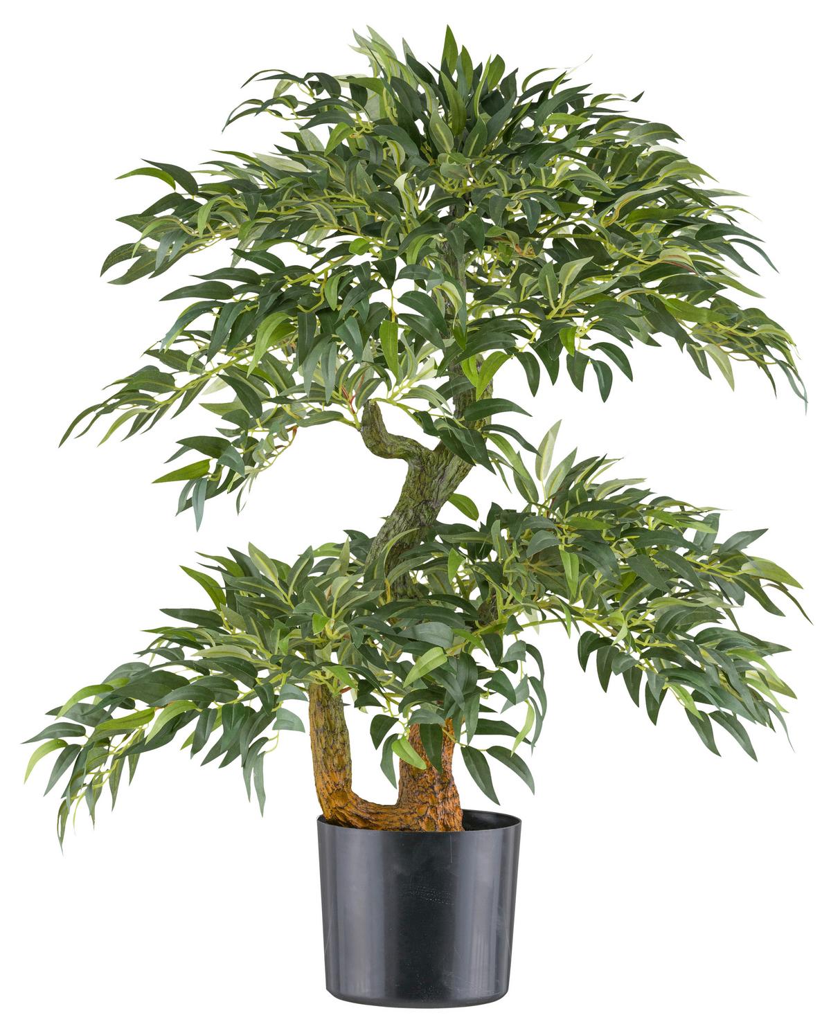 Kunstpflanze Rucus I Grün/Braun - Schwarz/Braun, Konventionell, Kunststoff (14,5/80cm) - Mömax