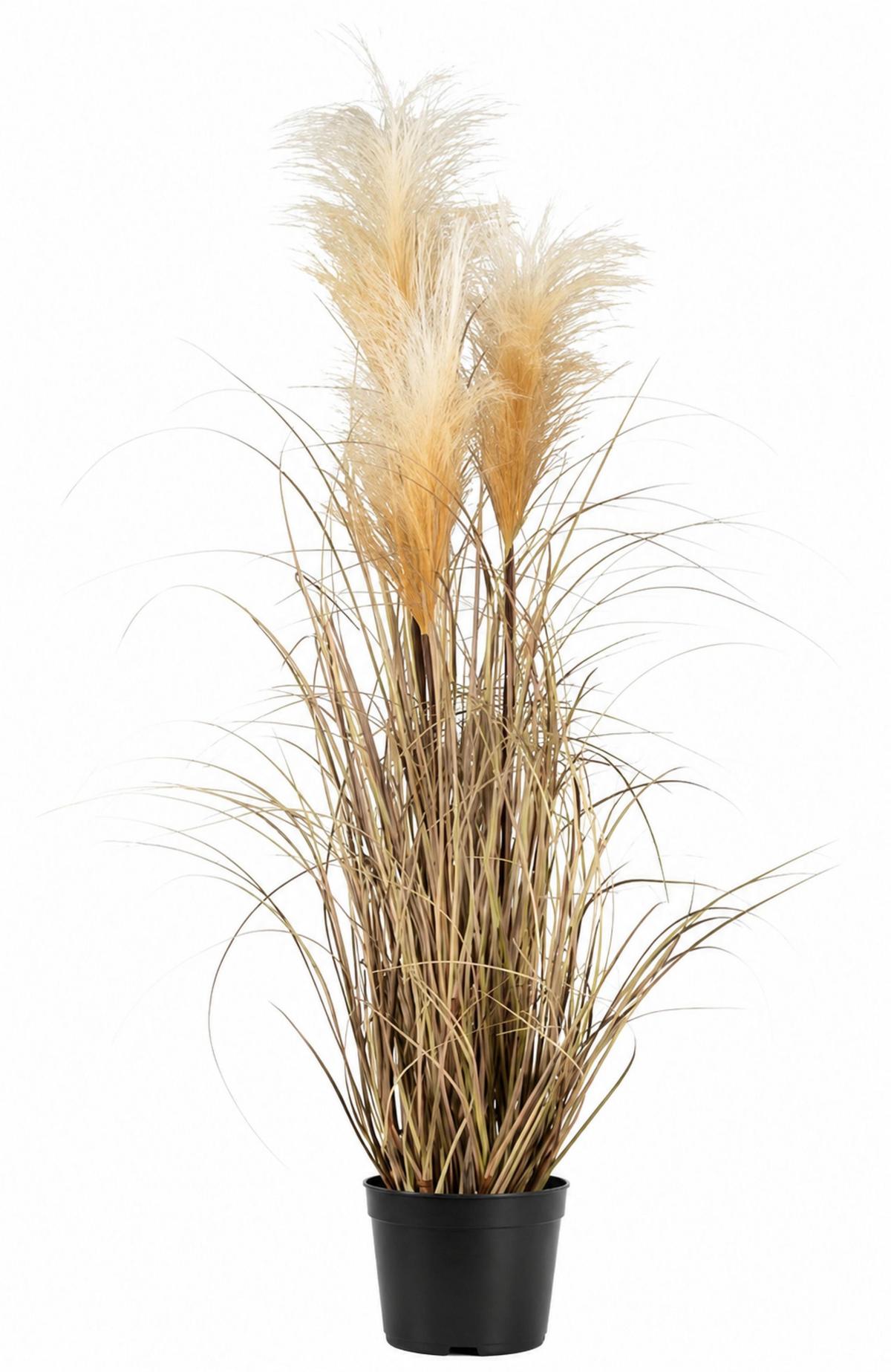 Kunstpflanze Pampasgras in Naturfarben - Naturfarben, MODERN, Kunststoff (76cm) - Modern Living
