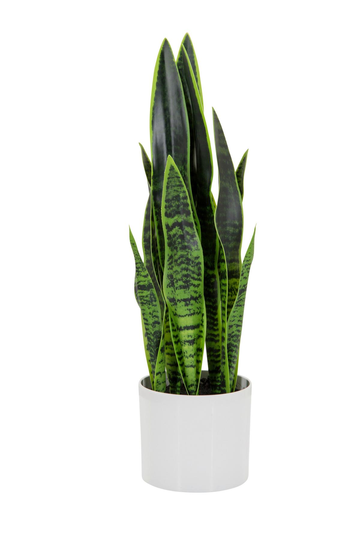 Umetna Rastlina Sansevieria - zelena/bela, Basics, umetna masa/tekstil (16/65/16cm) - MID.YOU