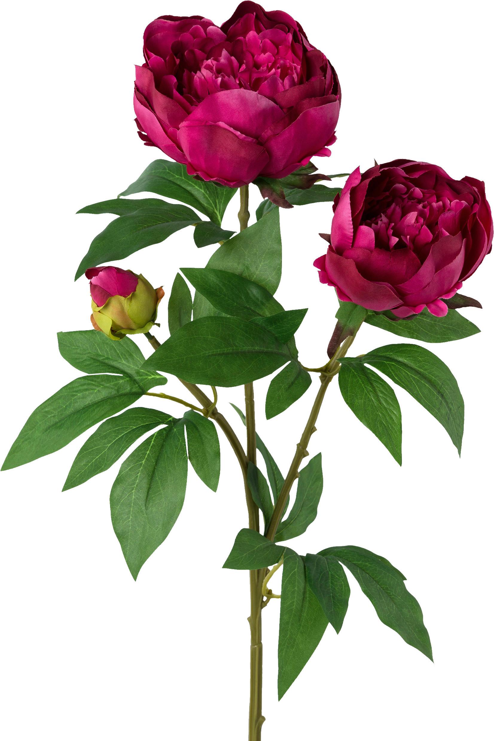 Umetna Rastlina Peonienzweig I - rdeča/zelena, Basics, umetna masa (70cm) - Modern Living