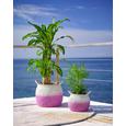 Dekokorb Viola aus Seegras - Pink/Naturfarben, Naturmaterialien (36/28cm) - Mömax modern living Dekokorb Viola aus Seegras - Pink/Naturfarben, Naturmaterialien (36/28cm) - Mömax modern living