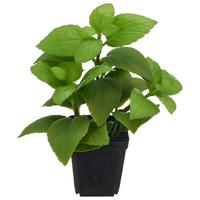 Kunstpflanze Basilikum II Grün ca. 25cm - Schwarz/Grün, Basics, Kunststoff/Metall (25cm) - Mömax