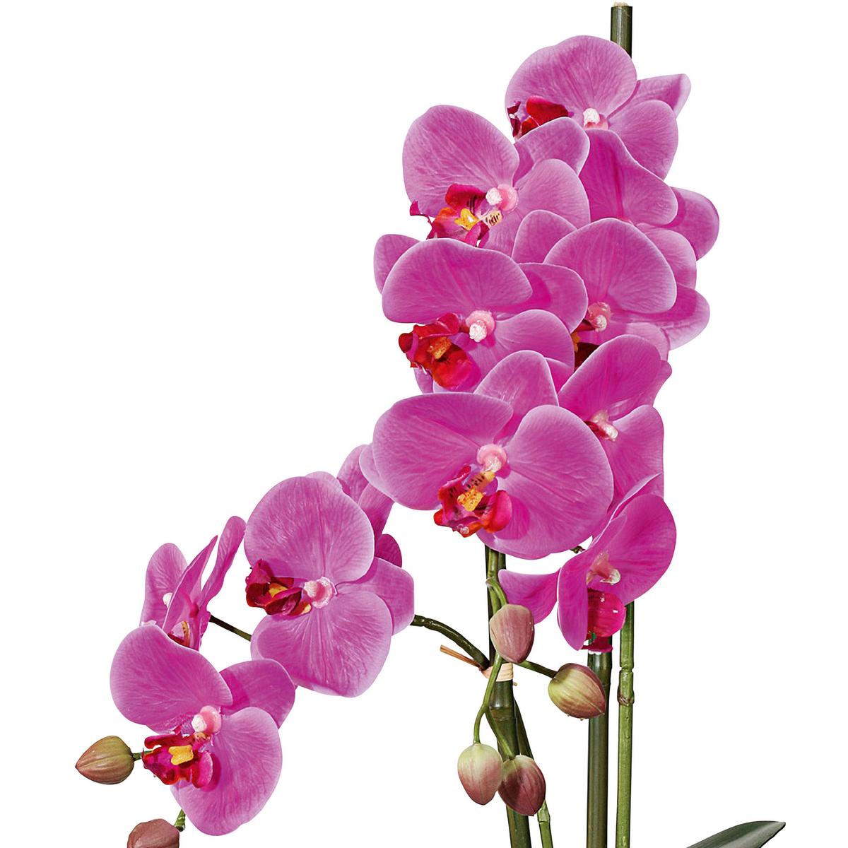 Kunstpflanze Orchideen Pink/Grün - Pink/Weiß, Design, Keramik/Kunststoff (50cm)
