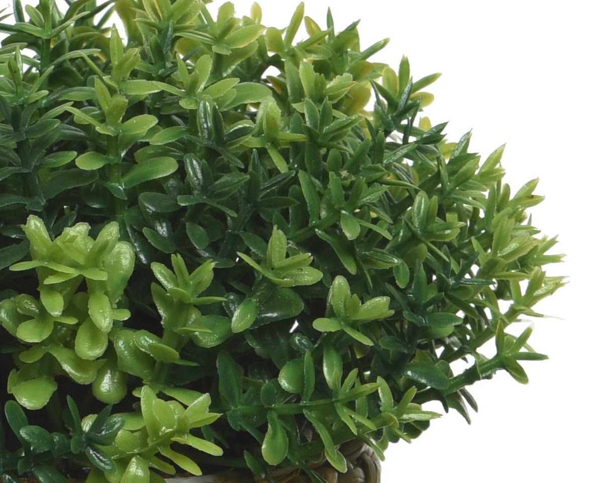 Plantă decorativă Pure Natural - Lifestyle (16/13cm)