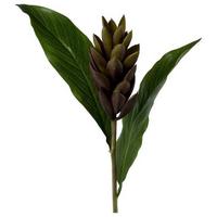 Kunstpflanze Ginger - Bordeaux/Naturfarben, Basics, Kunststoff (89cm) - Modern Living