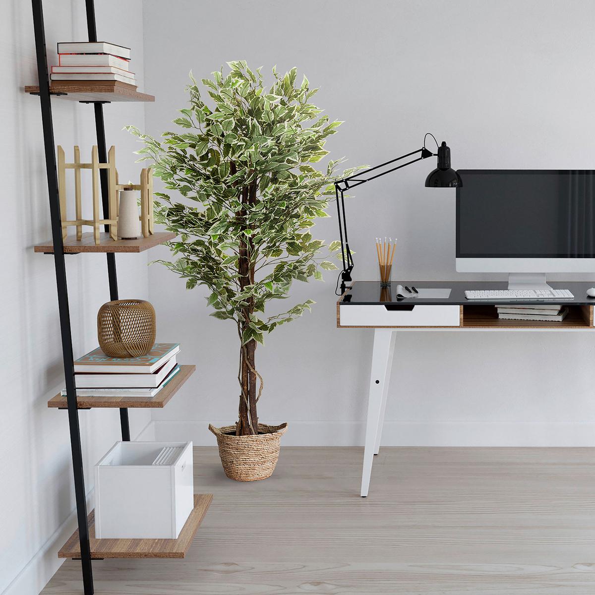 Umetna Rastlina Ficus - črna/zelena, Basics, umetna masa (80/165/80cm) - MID.YOU