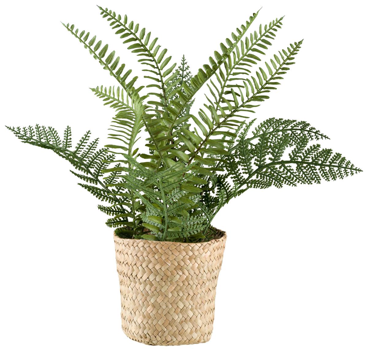 Kunstpflanze Farn II in Grün - Naturfarben/Grün, Basics, Naturmaterialien/Kunststoff (38cm) - Modern Living