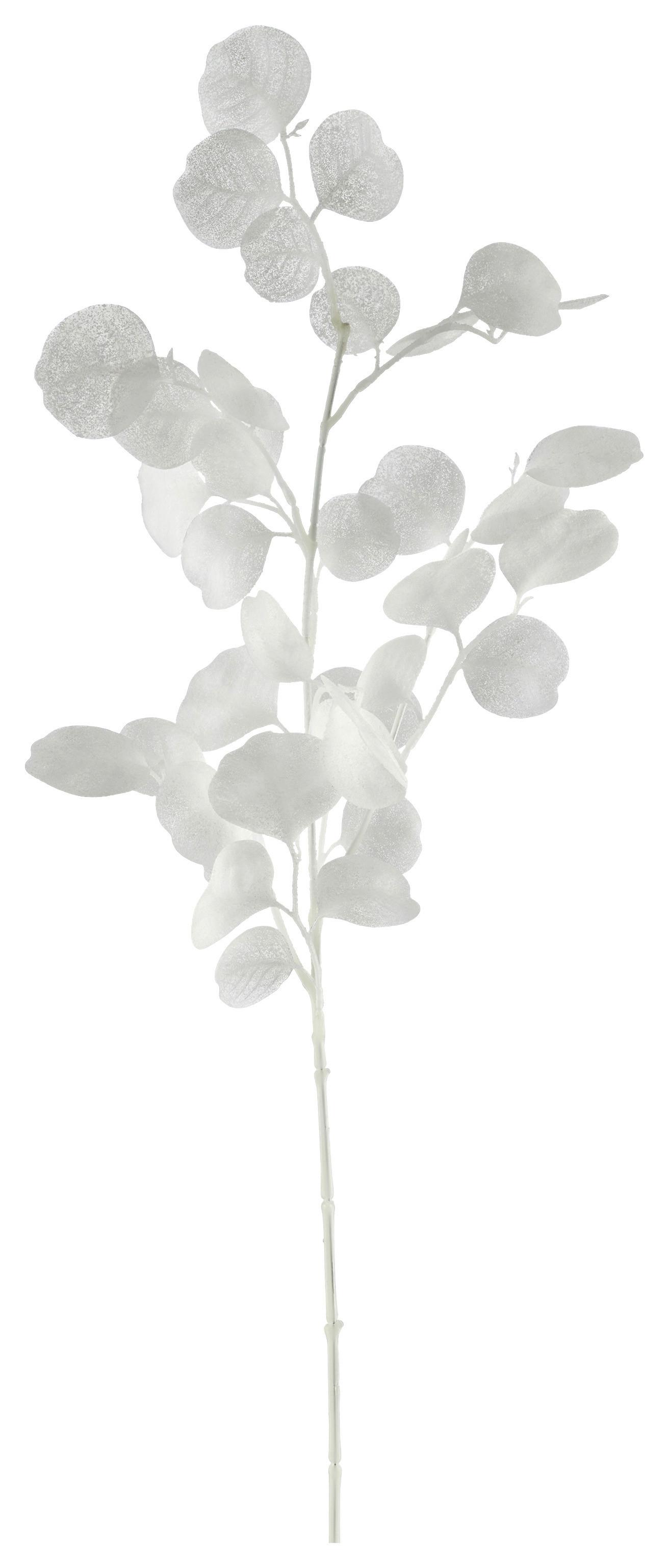 Umetna Rastlina Eukalyptuszweig I - bela, Basics, umetna masa (77cm) - Mömax