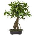 Bonsai Leon Grün - Braun/Grün, Kunststoff (65cm)