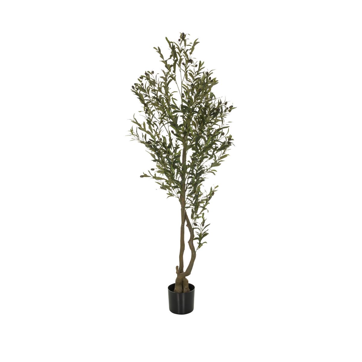 Umetna Rastlina Olive I - črna/zelena, Basics, umetna masa (50/172/50cm) - MID.YOU
