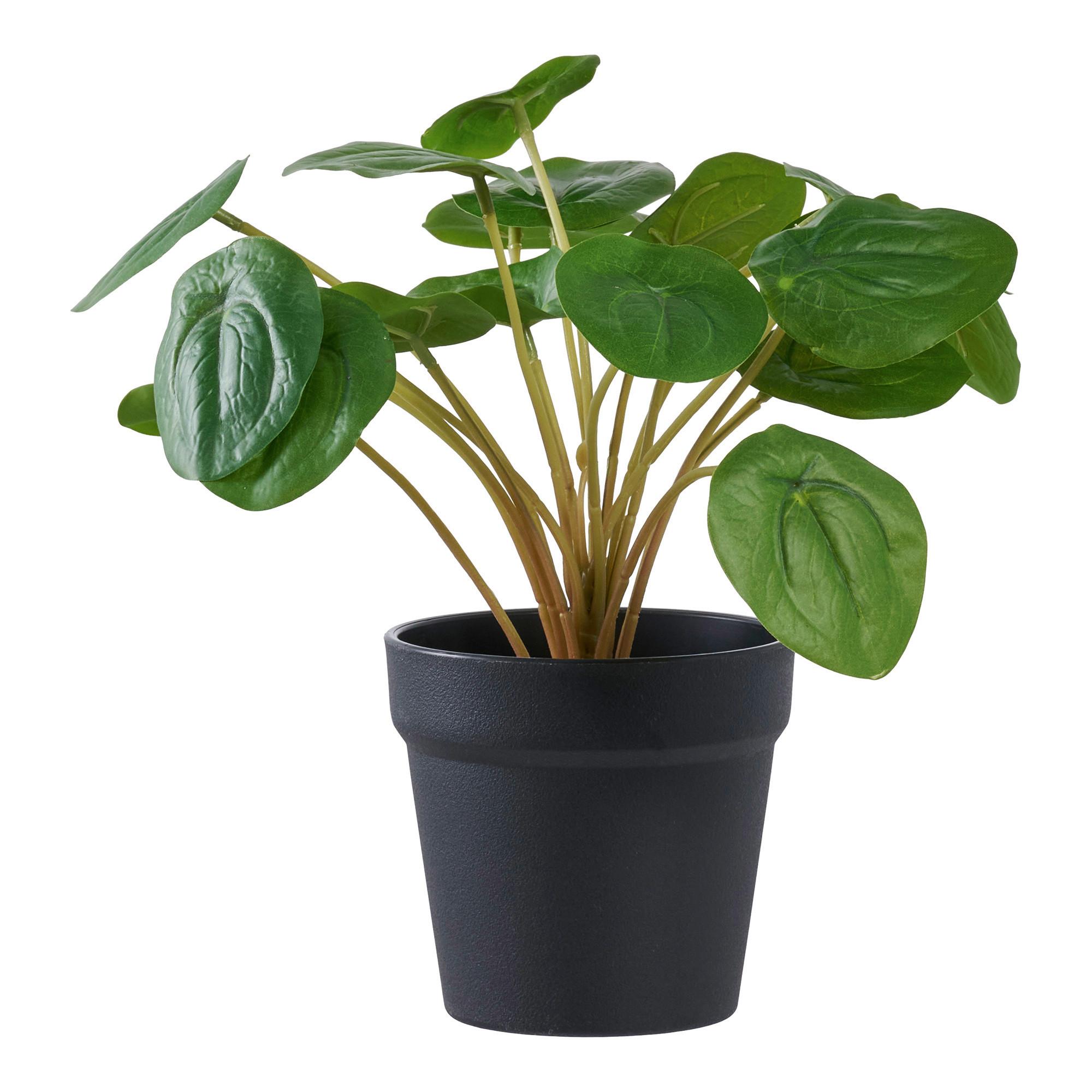 Kunstpflanze Pelia Grün - Schwarz/Grün, Basics, Kunststoff (28/14cm)
