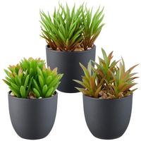 Plantă artificială Sukkulente II - verde/negru, Konventionell, plastic (13cm) - Mömax