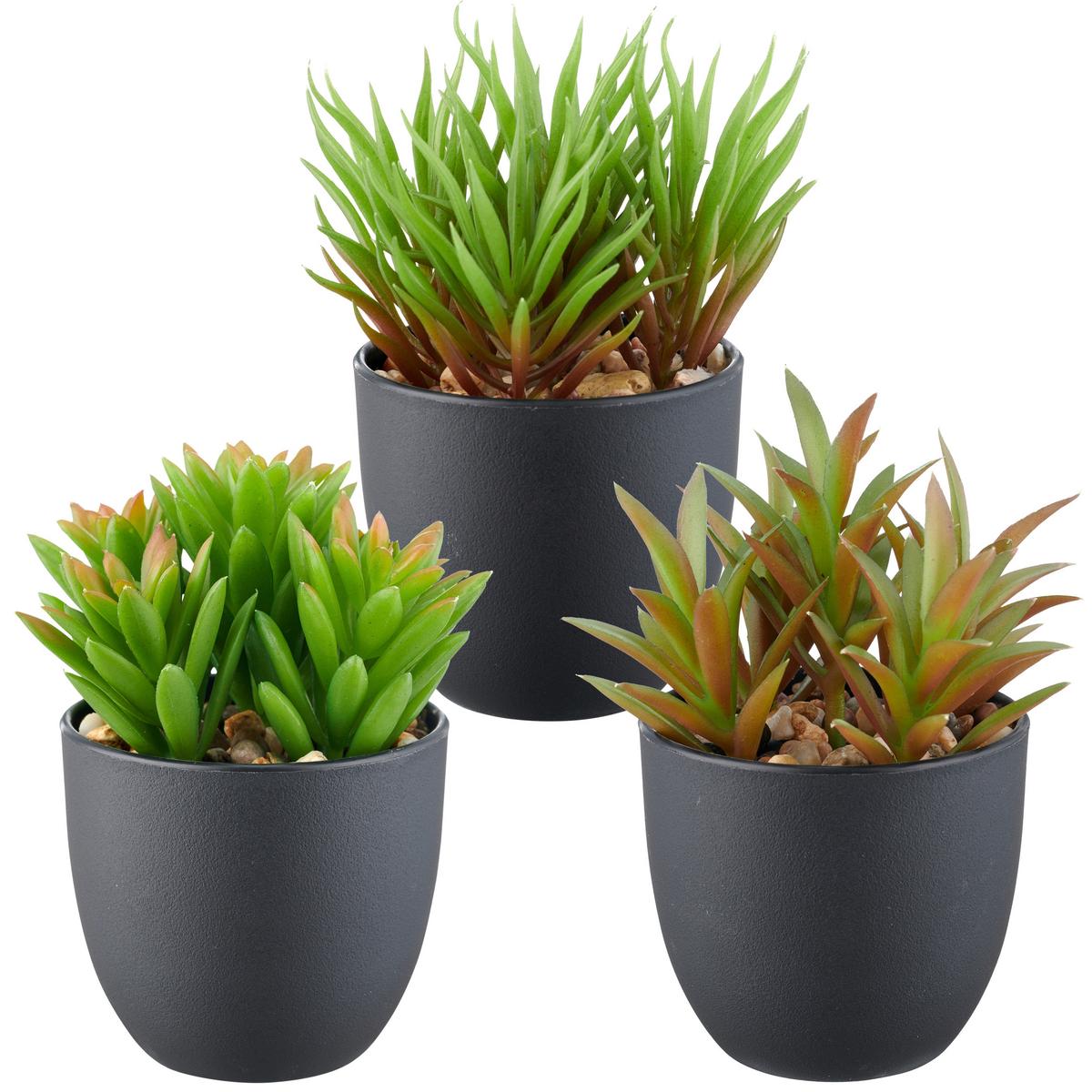 Plantă artificială Sukkulente II - verde/negru, Konventionell, plastic (13cm) - Mömax