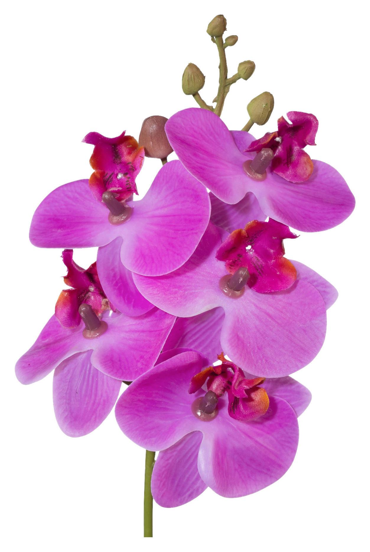 Műnövény Phalaenopsis Ii online vásárlás mömax