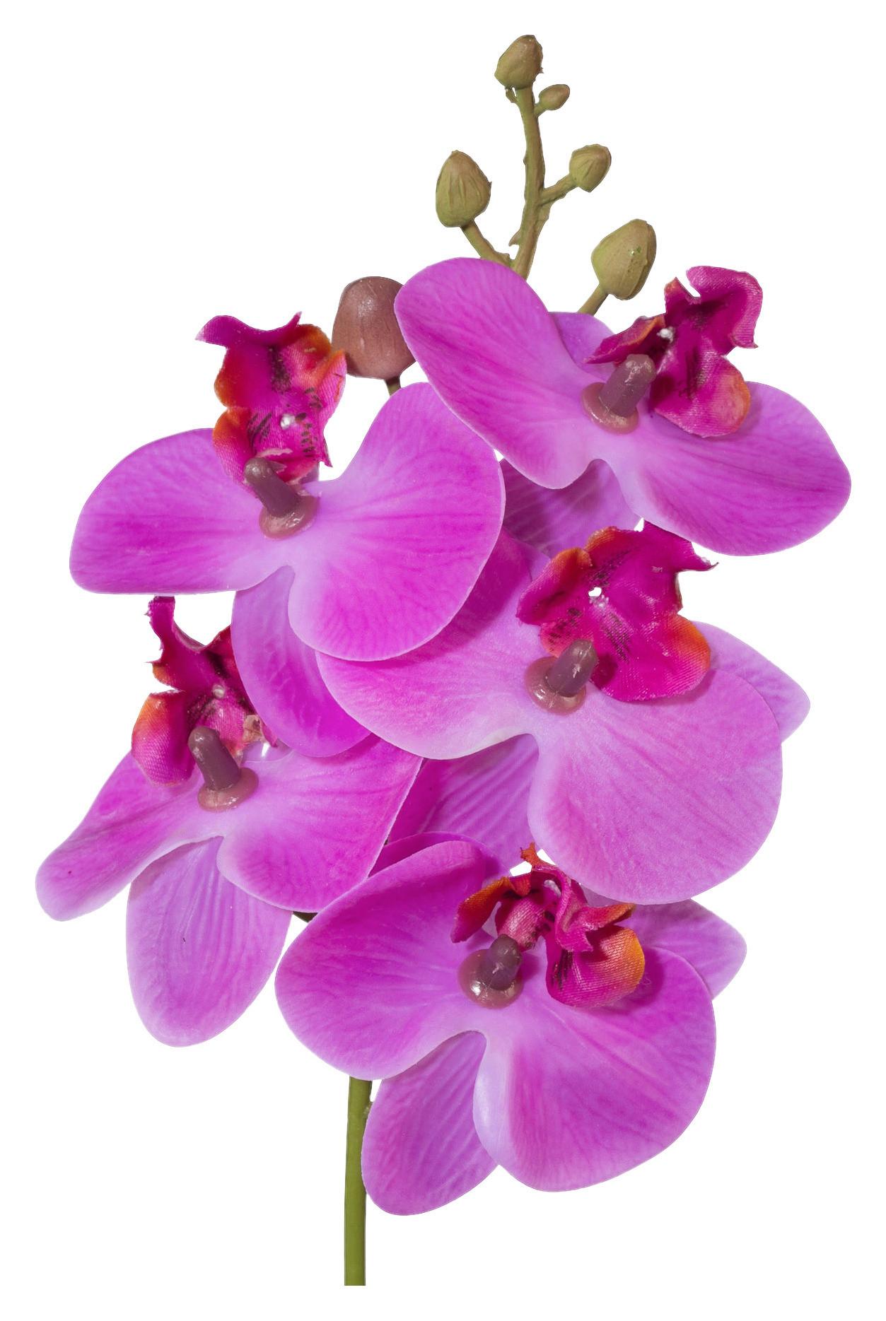 Umetna Rastlina Phalaenopsis I - pink/zelena, Konvencionalno, umetna masa (27cm) - Modern Living
