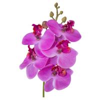 Műnövény Phalaenopsis Ii - pink/zöld, Konventionell, műanyag (27cm) - Modern Living