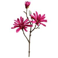 Kunstpflanze Magnolie I Pink/Braun - Pink/Braun, Konventionell, Kunststoff (69cm) - Modern Living