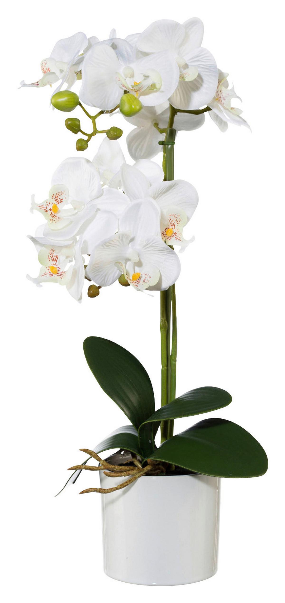 Orhidee phalaenopsis Maren - lila/alb, Romantik / Landhaus, plastic/metal (45cm) - Modern Living