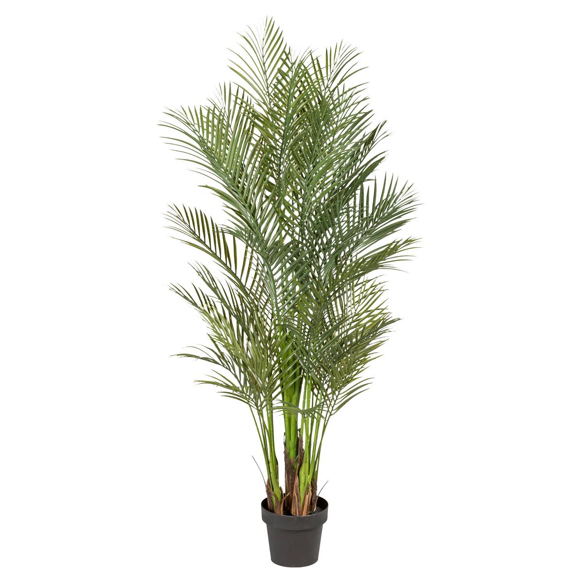 Kunstpflanze Palmen Grün/Schwarz ca. 160cm - Schwarz/Grün, Design, Kunststoff (160cm) - P & B