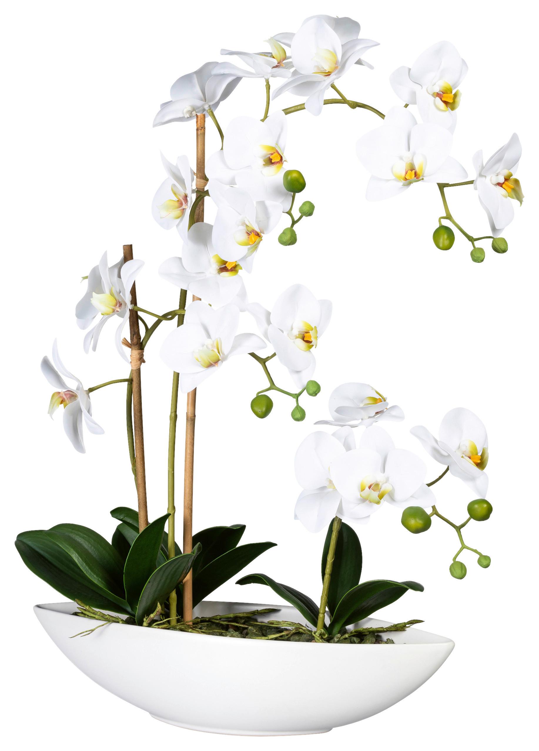 Kunstpflanze Orchideen Grün/Weiß - Weiß/Grün, Design, Keramik/Kunststoff (60cm)