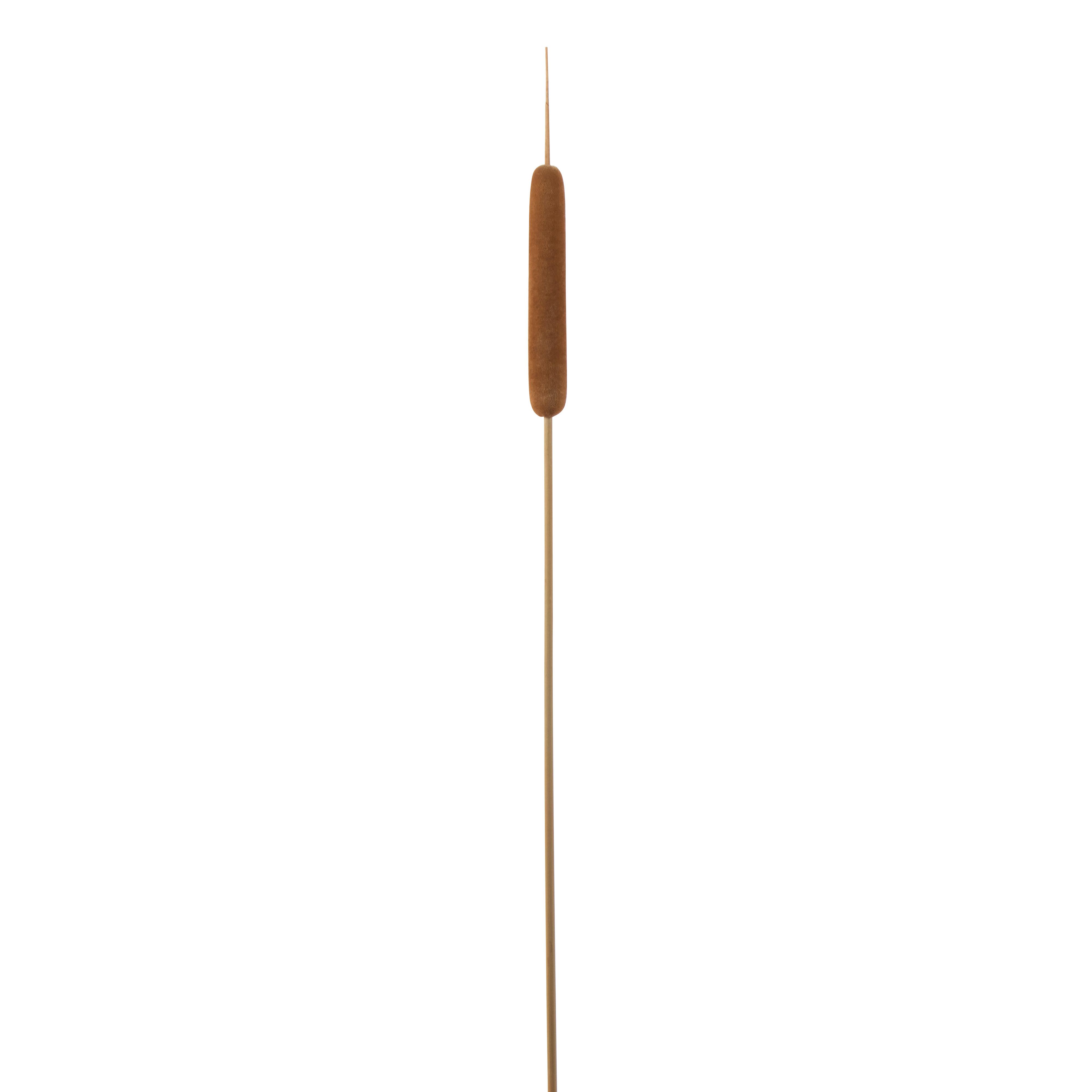 Dekopflanze Schilfrohr in Braun/Natur ca. 77cm - Braun/Naturfarben, Naturmaterialien (77cm) - Modern Living