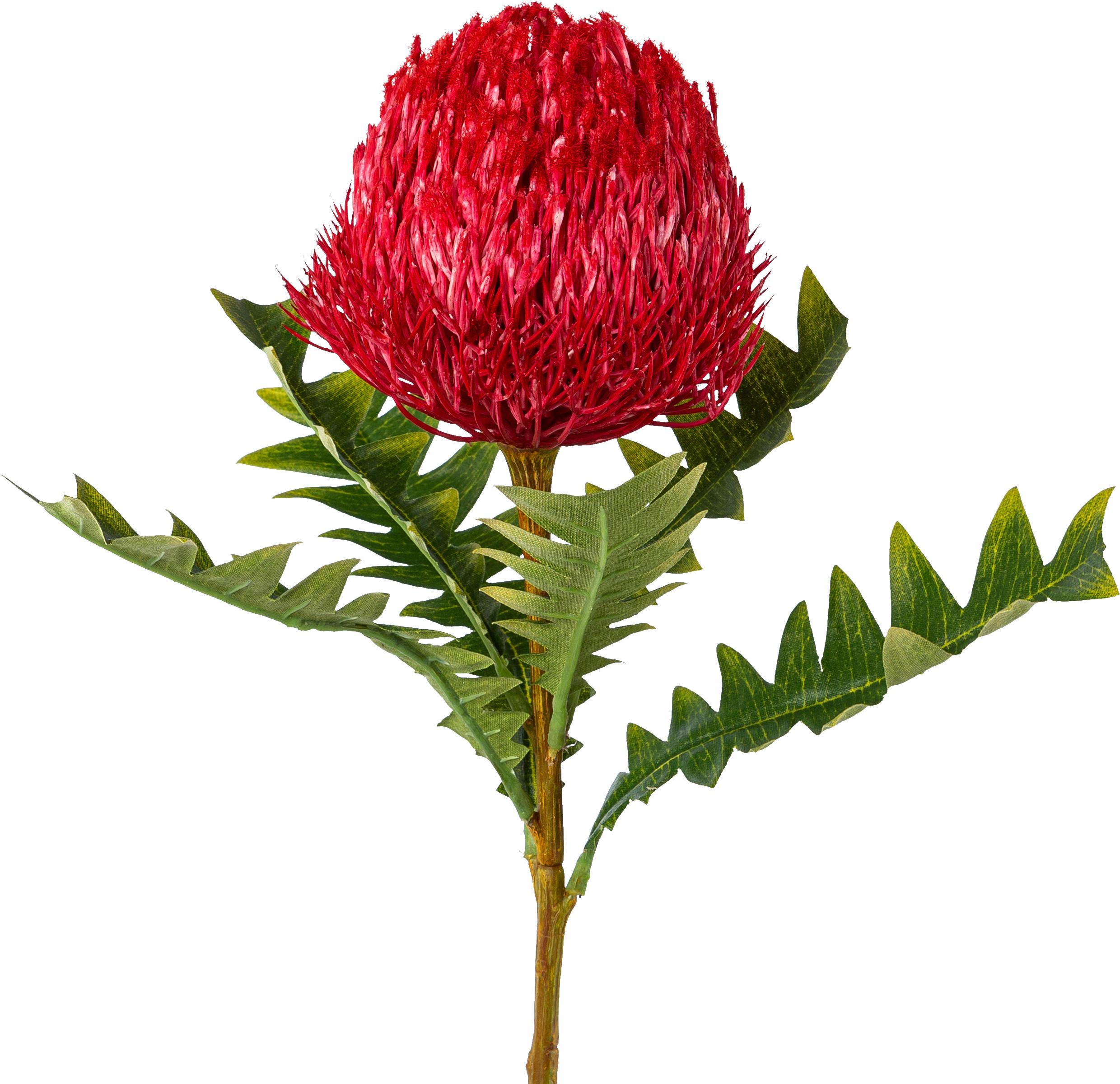 Plantă artificială Banksia I - bordo/culoare natur, Basics, plastic (68cm) - Modern Living