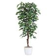 Umetna Rastlina Fiki - zelena/rjava, umetna masa/tekstil (180cm) - Mömax modern living Umetna Rastlina Fiki - zelena/rjava, umetna masa/tekstil (180cm) - Mömax modern living