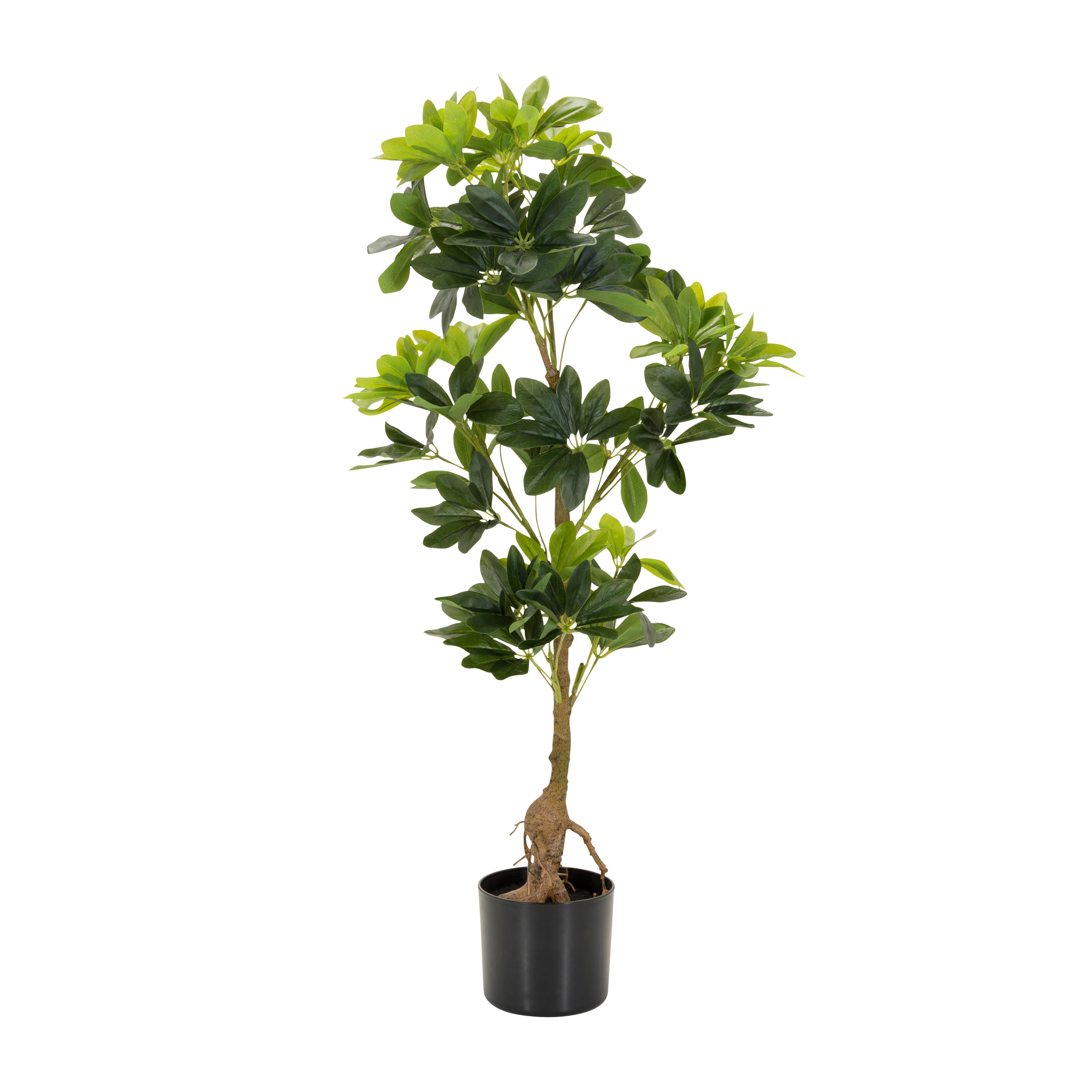 Umetna Rastlina Schefflera - črna/zelena, Basics, umetna masa/tekstil (38/100/30cm) - MID.YOU