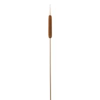 Dekopflanze Schilfrohr in Braun/Natur ca. 77cm - Braun/Naturfarben, Naturmaterialien (77cm) - Modern Living