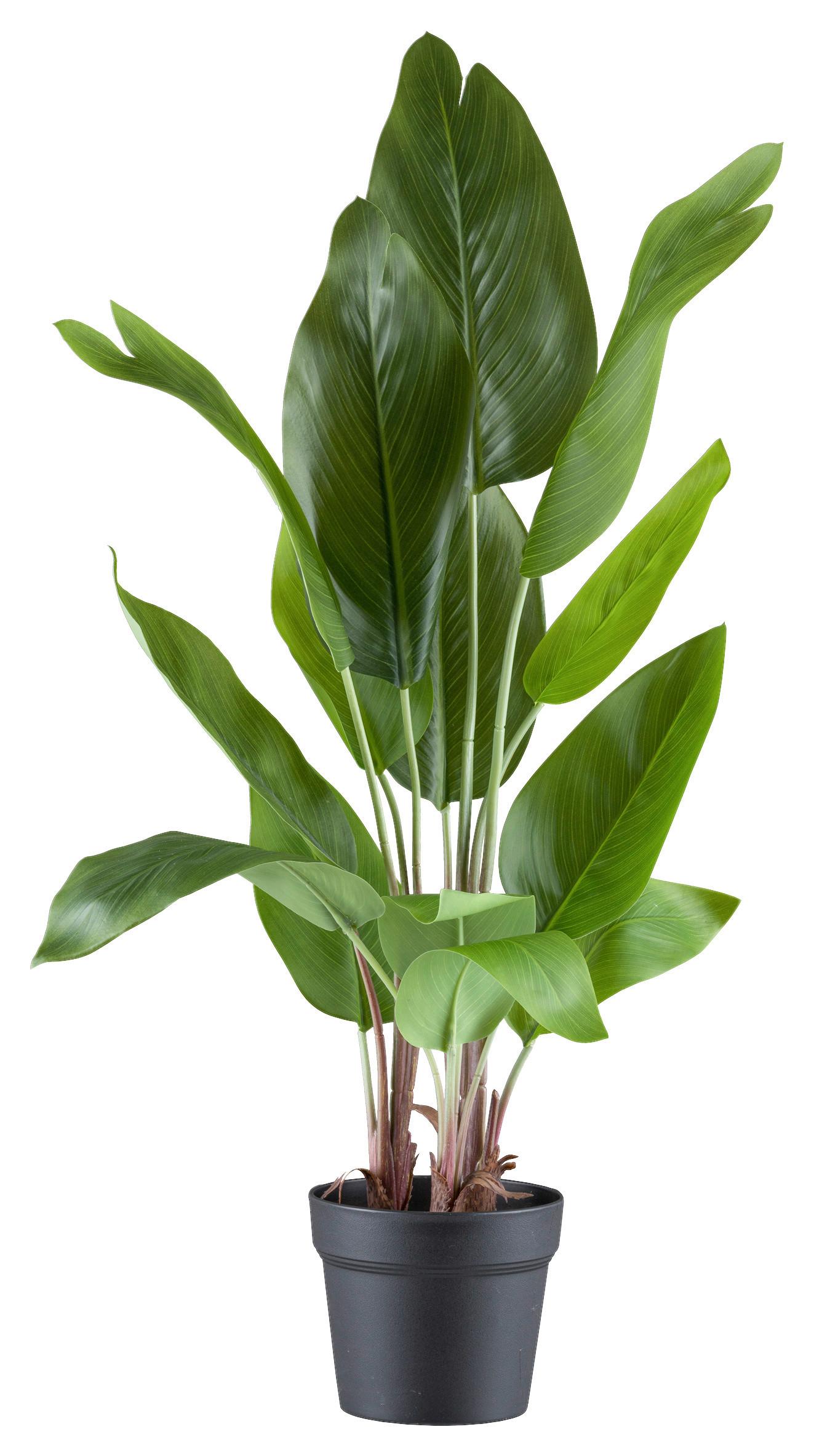 Kunstpflanze Grünpflanze Grün/Braun - Schwarz/Braun, Design, Kunststoff (70cm) - P & B