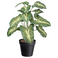 Műnövény Syngonium - fekete/zöld, Basics, műanyag (38cm) - Modern Living