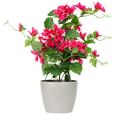 Kunstpflanze Berti Pink - Pink/Braun, Kunststoff (70cm)