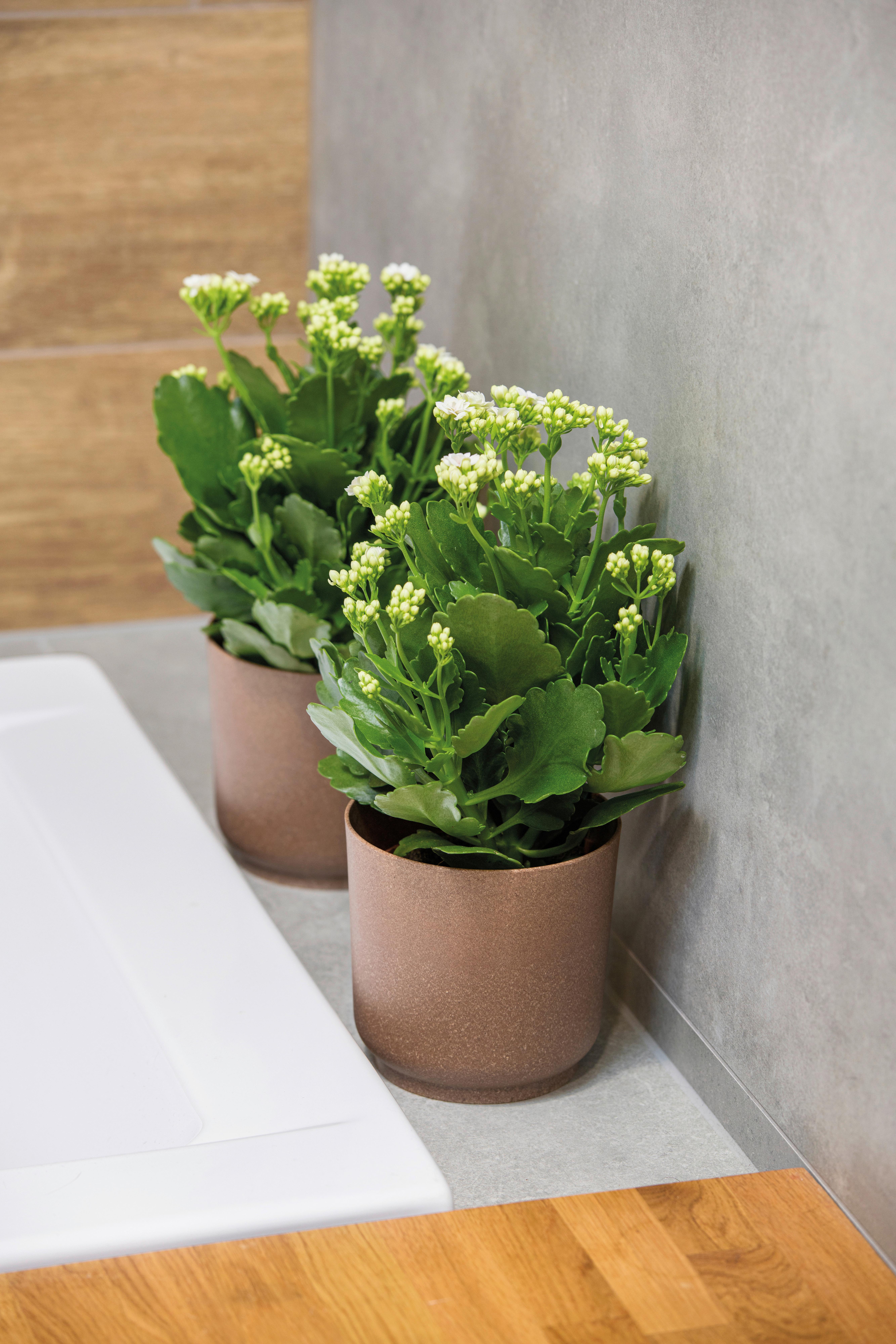 Kaspó Átm./ma.: Kb. 15/14,9cm Ecocare - barna, Lifestyle, műanyag/fa (15/14,9cm) - ecoTree