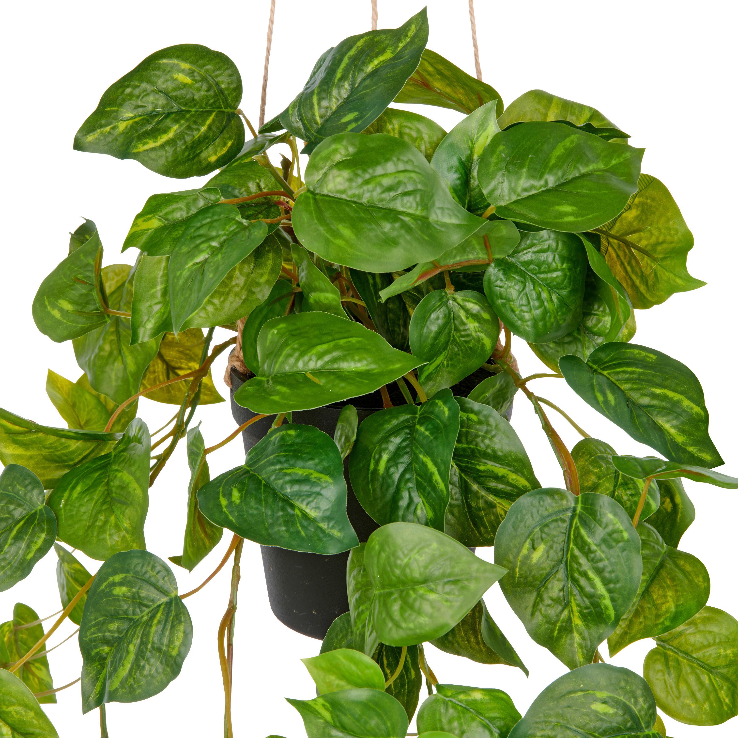 Umetna Rastlina Philodendronhänger Ii - črna/zelena, Trendi, umetna masa (75cm) - Mömax