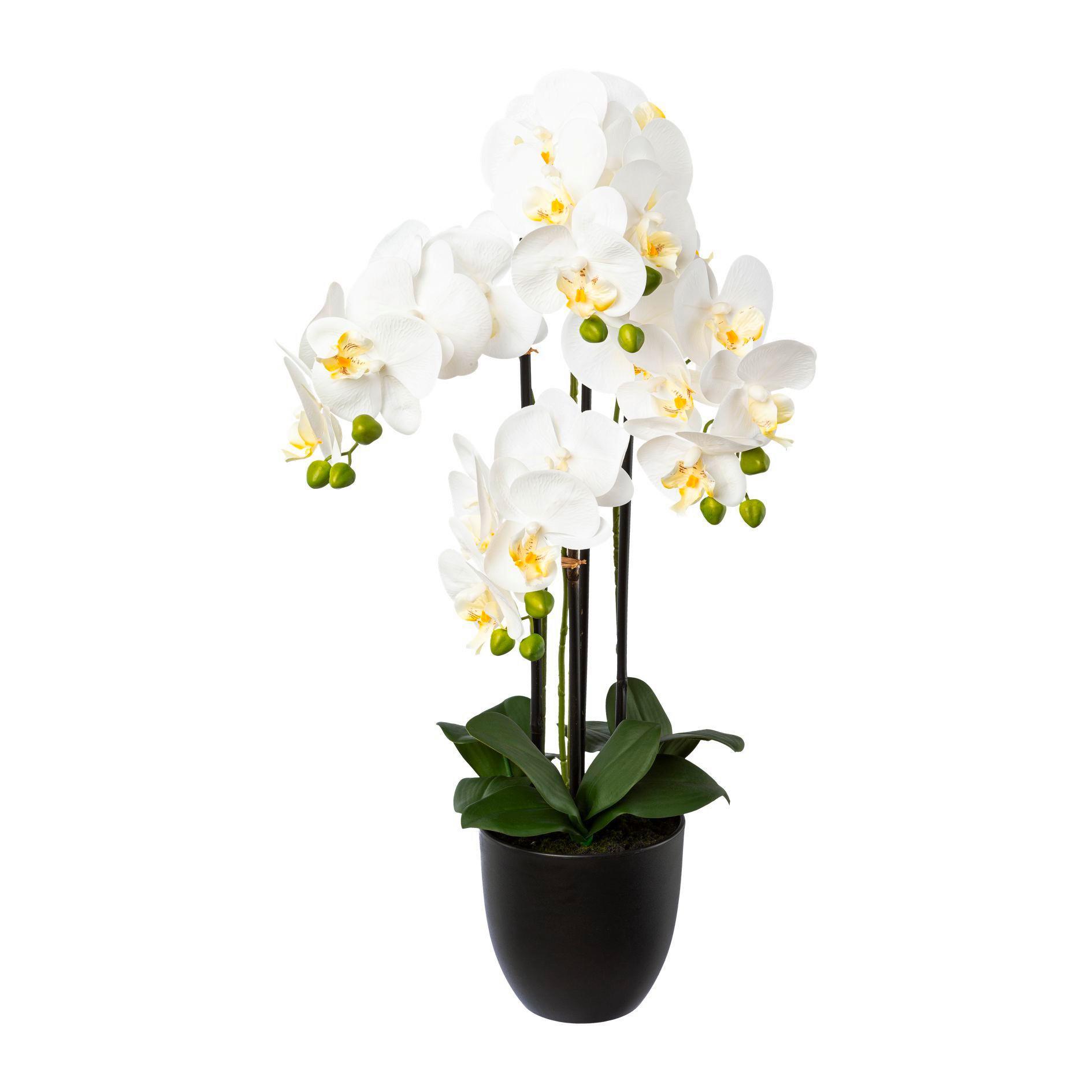 Orchidee 1122013lo-40 Weiß - Schwarz/Weiß, Trend, Kunststoff (69cm) - P & B