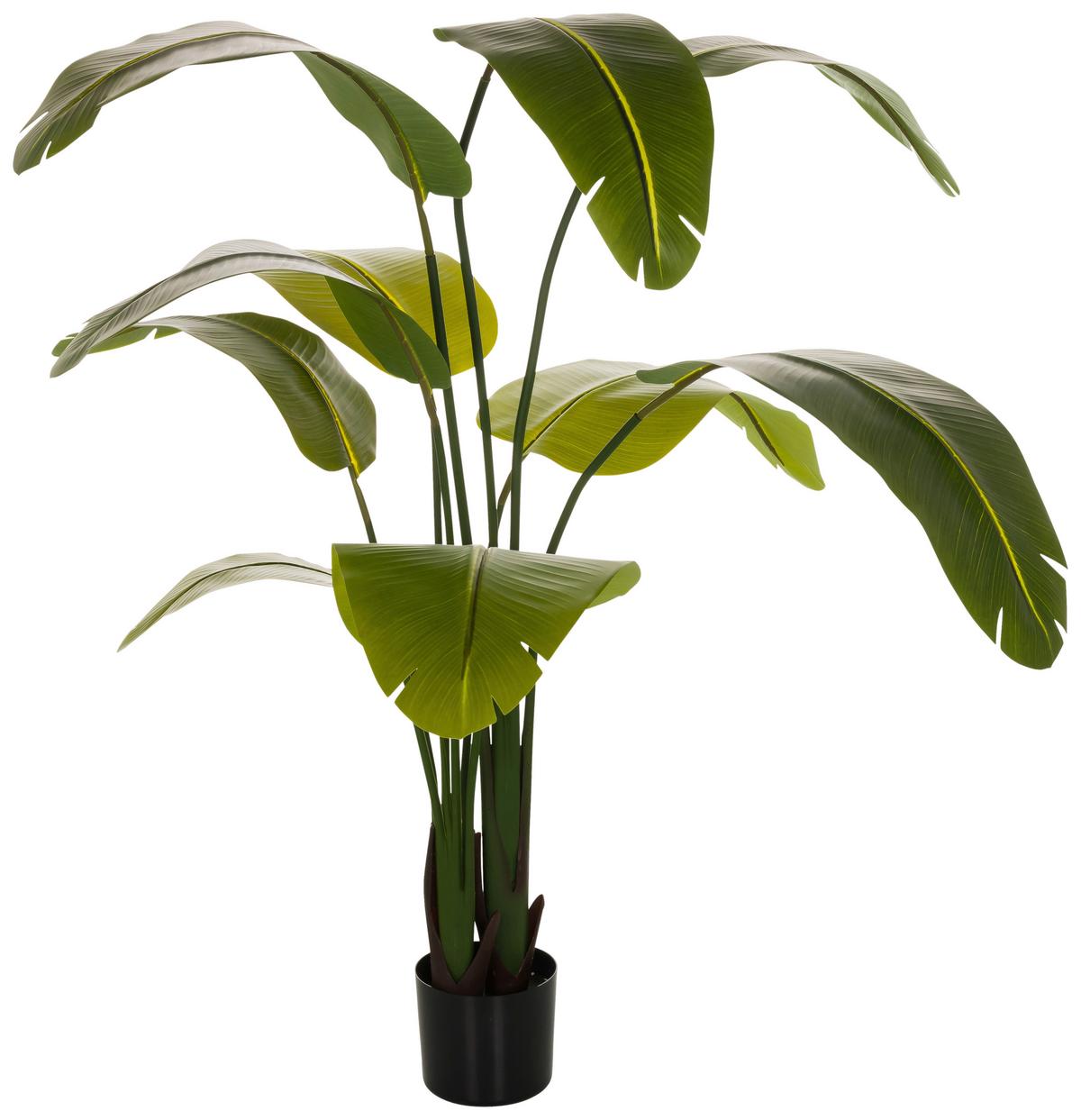 Umetna Rastlina Banana - črna/zelena, Basics, umetna masa (60/170/60cm) - MID.YOU