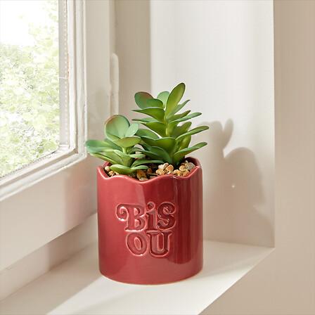 Plantă decorativă Cheri 14,5 cm - Basics (14,5cm)